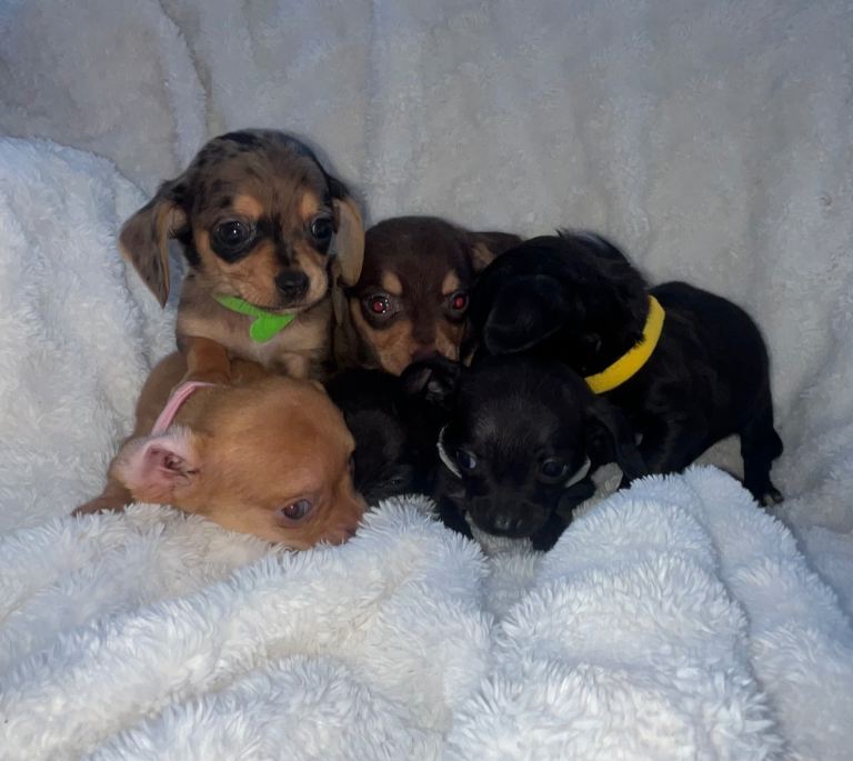 Our beautiful chiweenies ready to go 