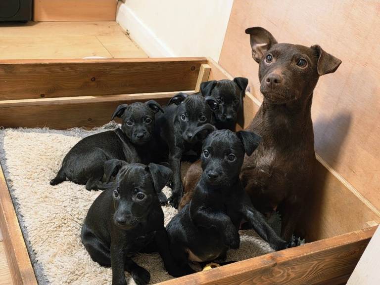 Patterdale Puppies - Beautiful Bitches