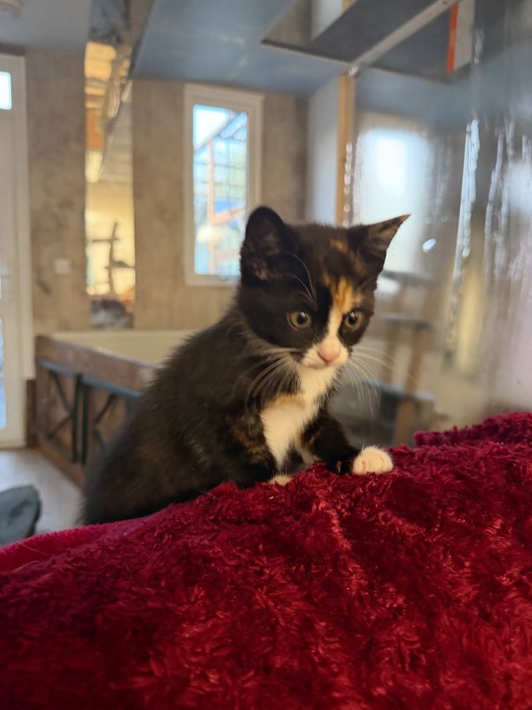 £199 for the pair of Adorable Kitten girls 😍