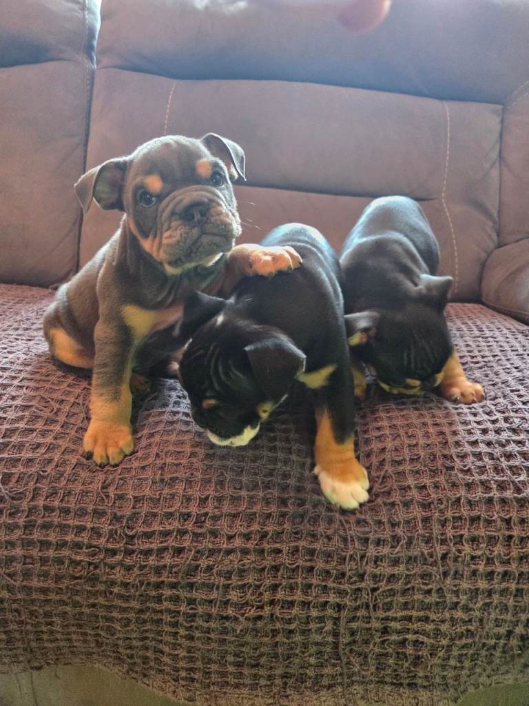 English bulldog puppys 