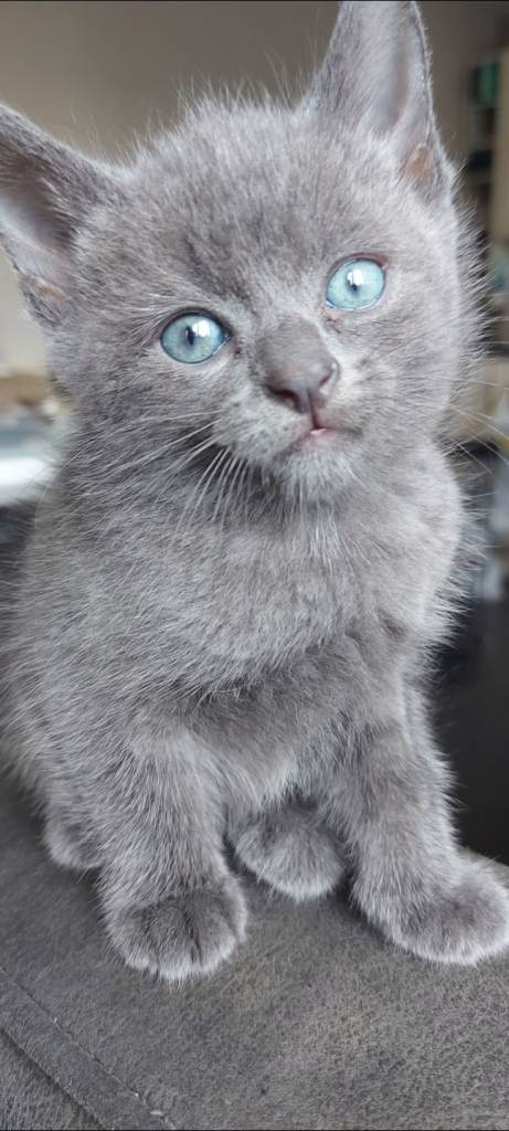 Russian Blue X kiitens **2 left**