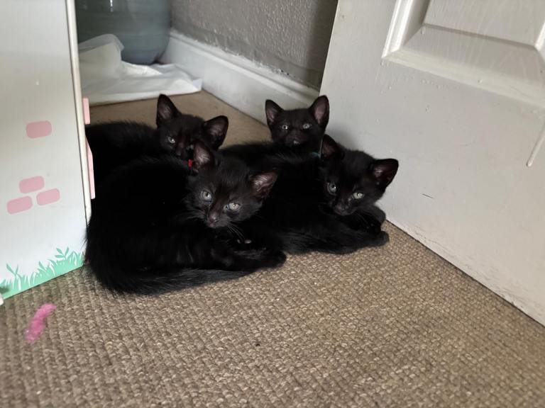 beautiful bombay cross kittens