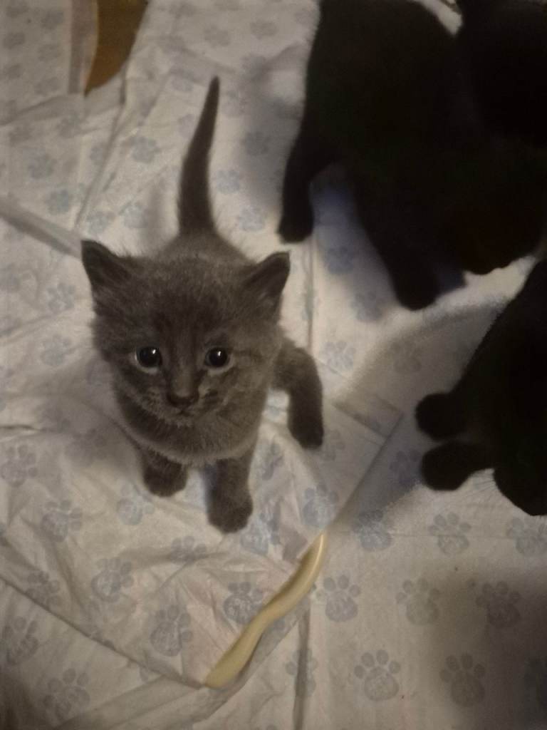 Cute kittens for sale ready 5th sept