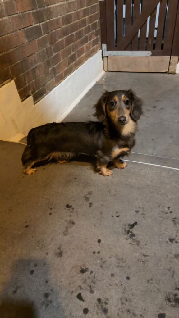 Miniature long hair dachshund 