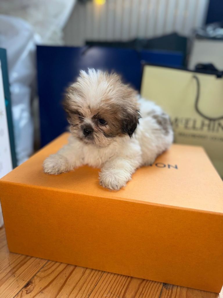 8 week old Male Shih Tzu pup for sale, last of the litter 