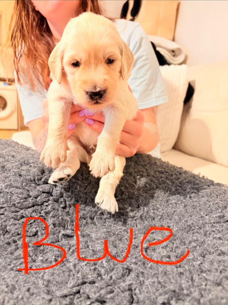 Golden doodle puppies 