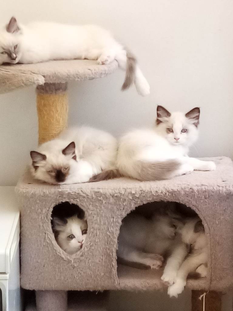 Adorable Pure Pedigree Ragdoll kittens for sale