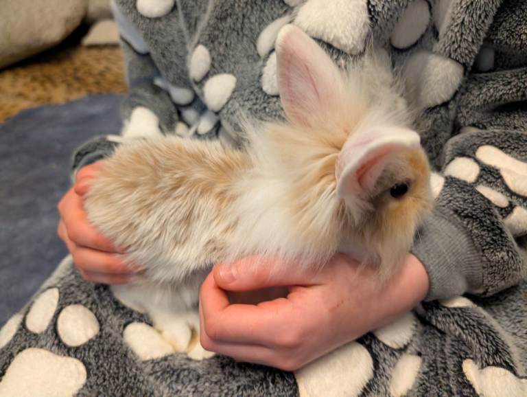 Beautiful Mini lion lop bunny