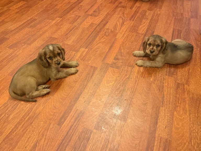 2 Male Cockalier Puppies