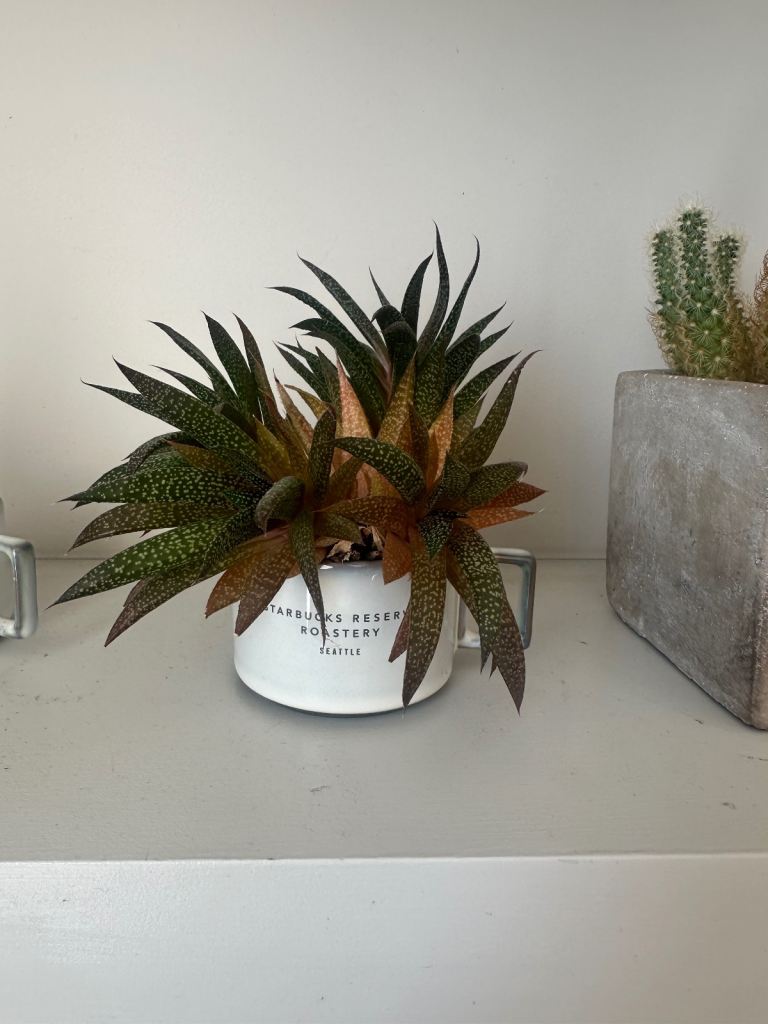 Starbucks Reserve Roastery Seattle Mug with Succulent Plant