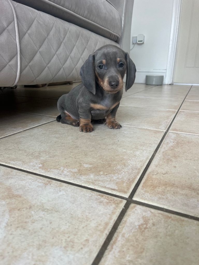 Stunning mini daschunds