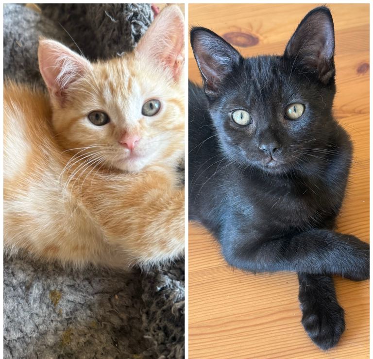 Gorgeous Mixed RDoll Kittens Ready Now For Forever Home 