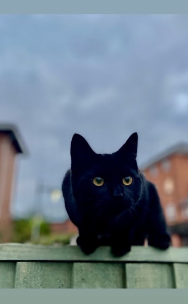 Bombay black cat