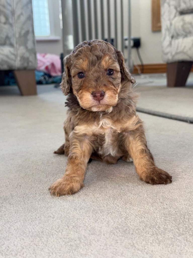 Merle Cockapoos 