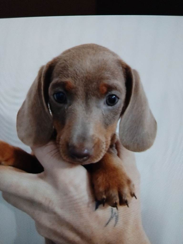 Dachshund 