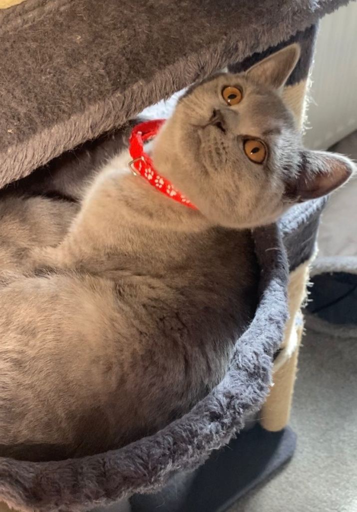 British shorthair Active registered 