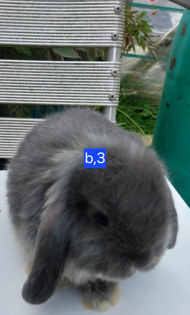 Mini lops for sale 