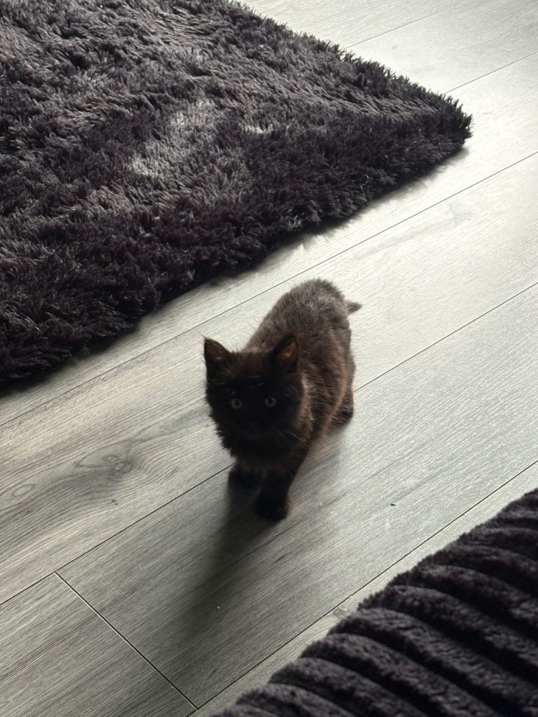 Female chocolate colour kitten