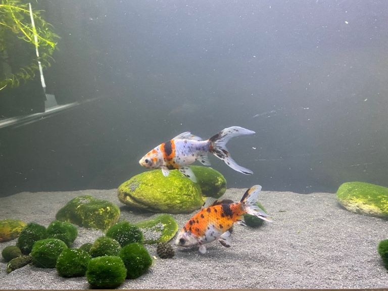 Shubunkin goldfish aquarium