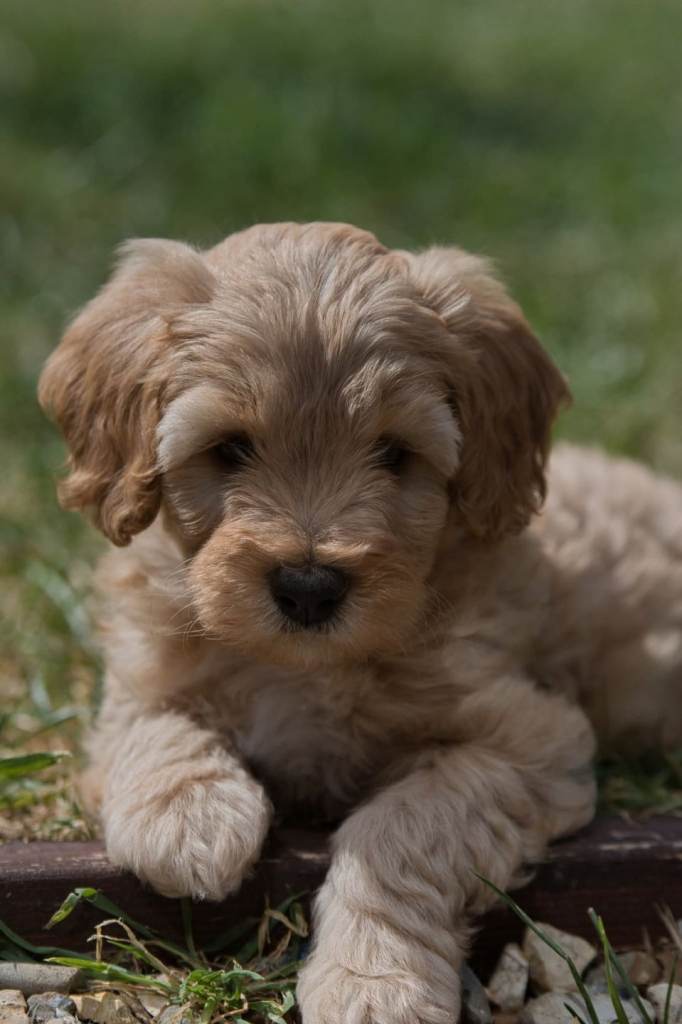 Beautiful F1 Cockapoo x Australian Labradoodle Puppies
