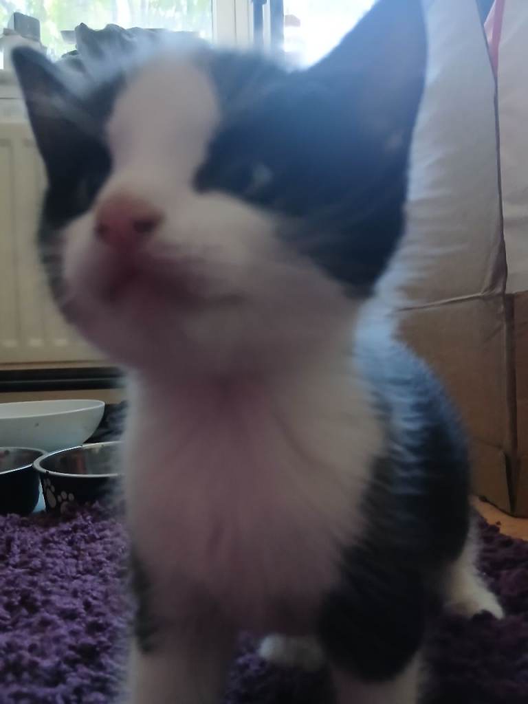 Cute kittens looking for homes