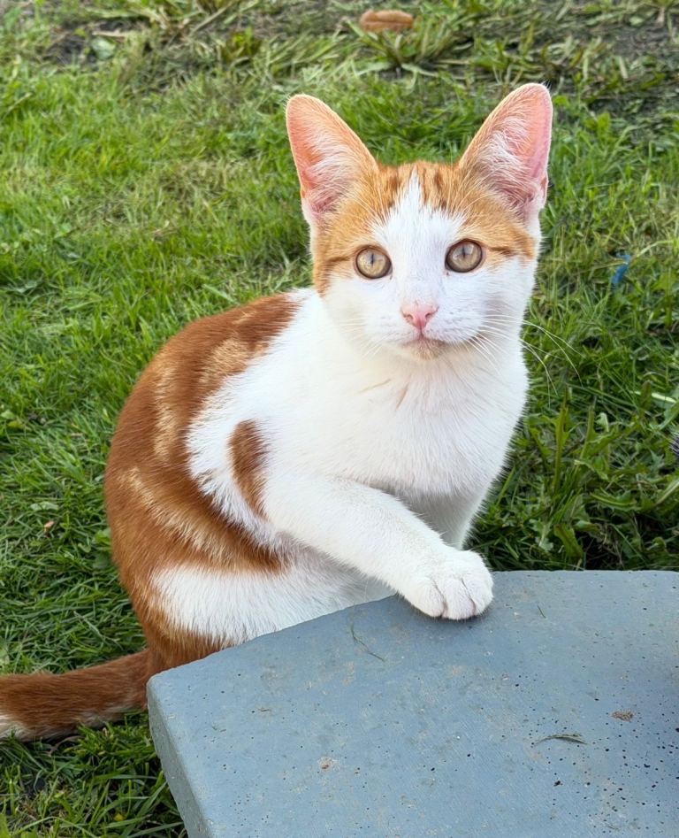 Beautiful male and female loving kittens ready for their forever home 