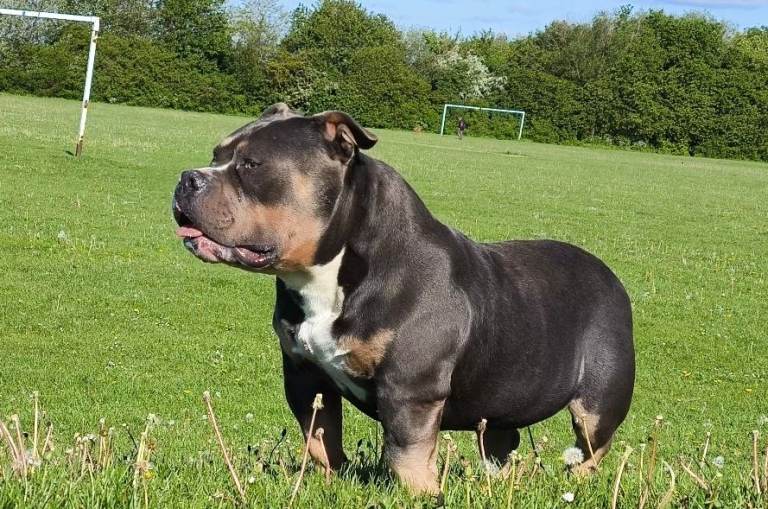 Dog