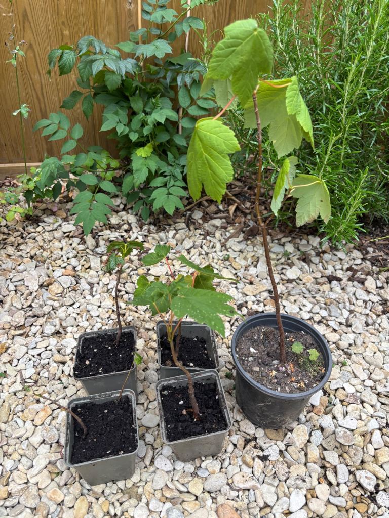 Sycamore Plants / Trees - Outdoor Garden Bonsai