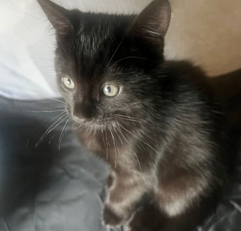 Black cat 