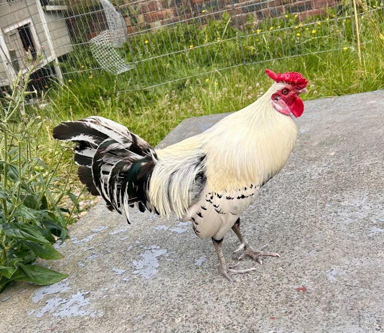 Timmy the Cockeral (Reserved)