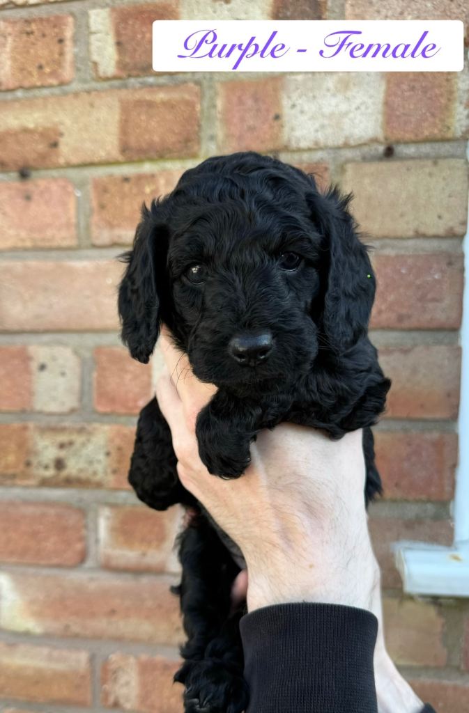6 miniature cockapoo puppies 