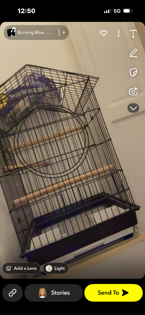Bird cage 