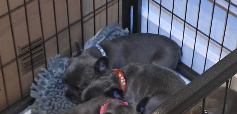 French bulldog puppies update i boy left available
