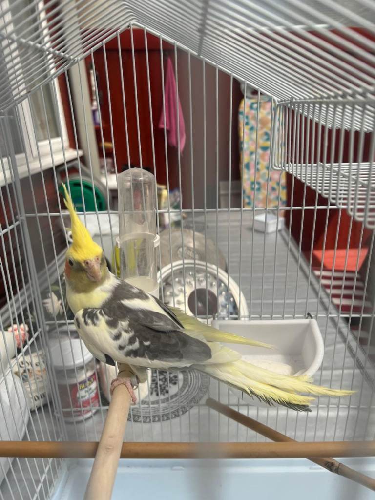 Male cockatiel for sale with cage