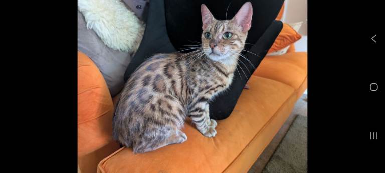 Female cat for adoption 