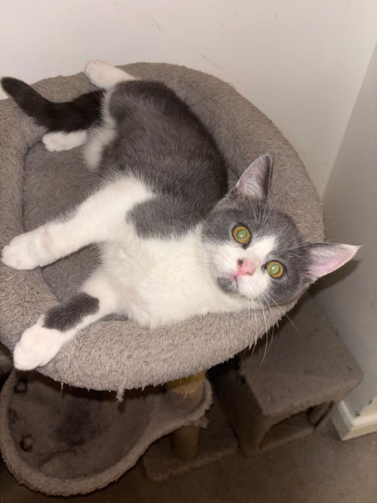 image for BSH & Domestic B&W shorthair 