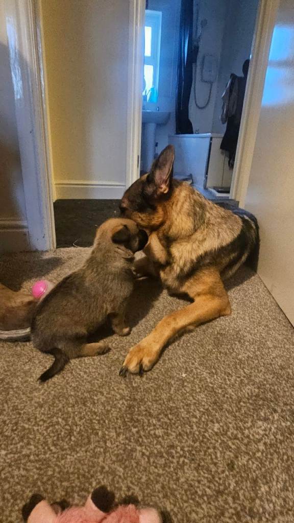 German shepard×Belgian malinois puppies 