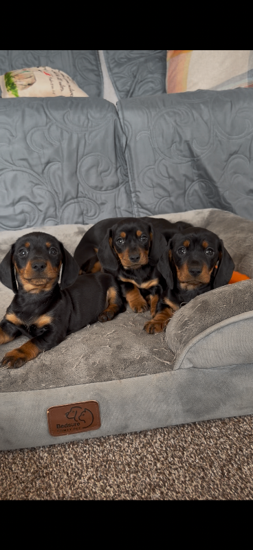 Pedigree Miniature Dachshund Puppies