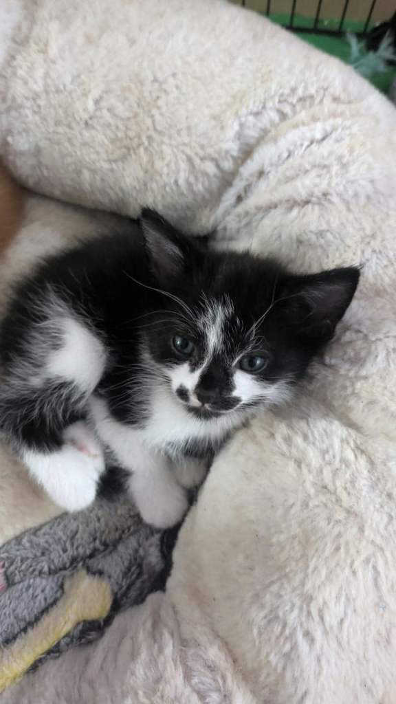 Calico kittens 