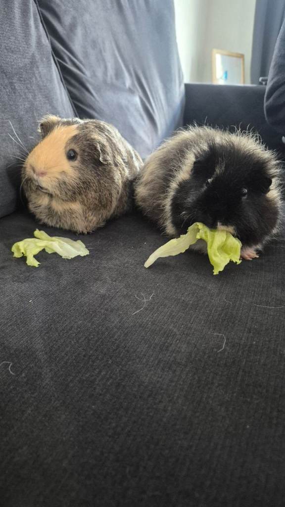 2 male guinea pigs 