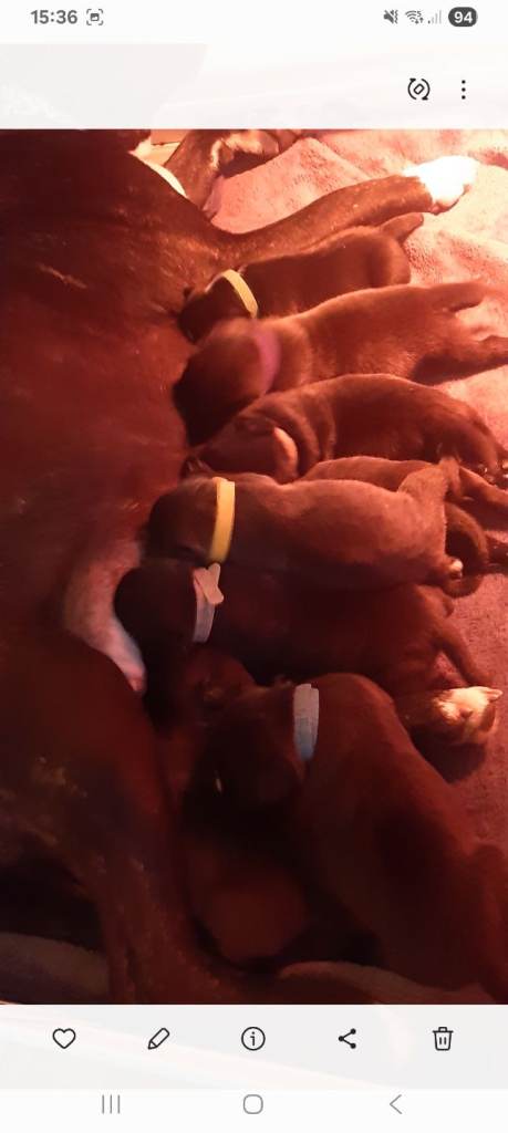 Staff x americam bulldog x blue staff