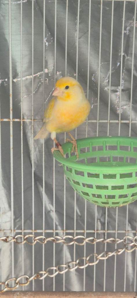 2 male canaries for sale