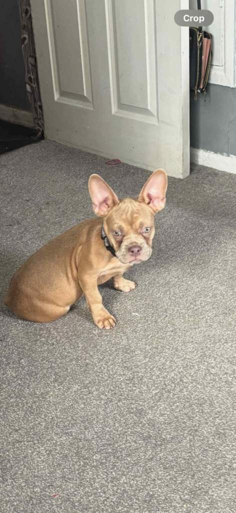 Male French bulldog 