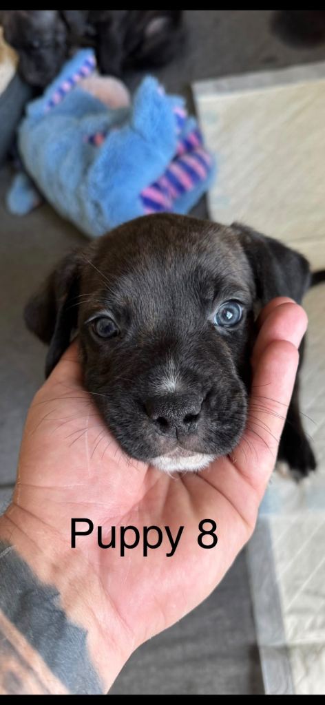 Bullmastiff x staffy puppies 