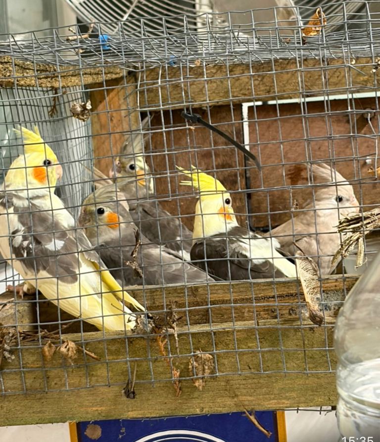 Cockatiel babies for sale. 