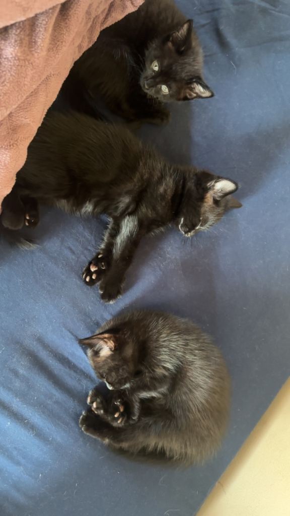 Black w white/grey hair kitten 