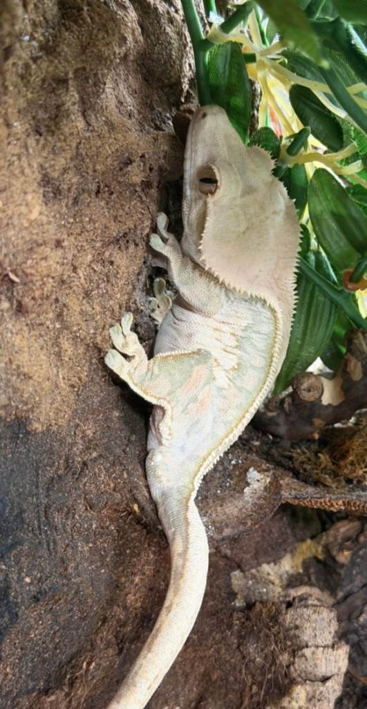Female crested gecko and Full bioactive set up in Manchester