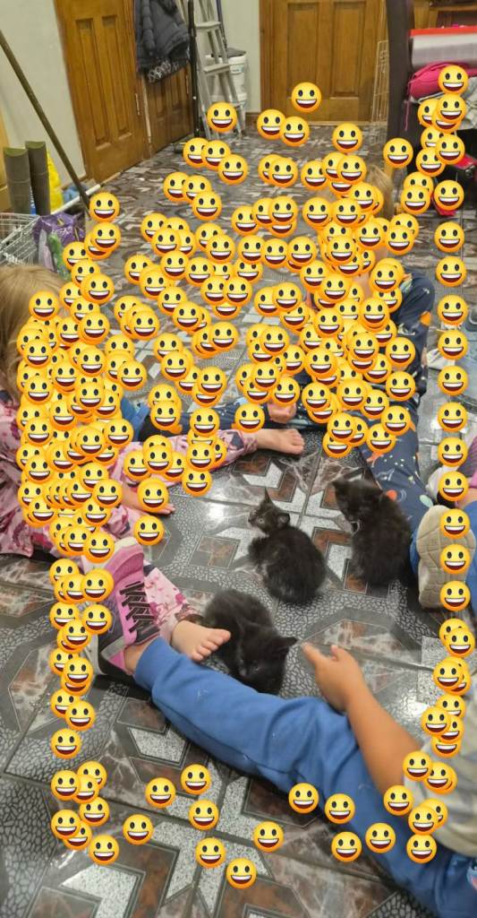 Kittens