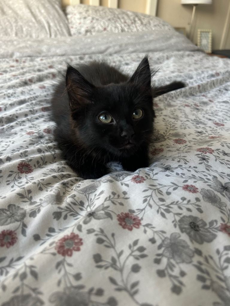 Two beautiful kittens
