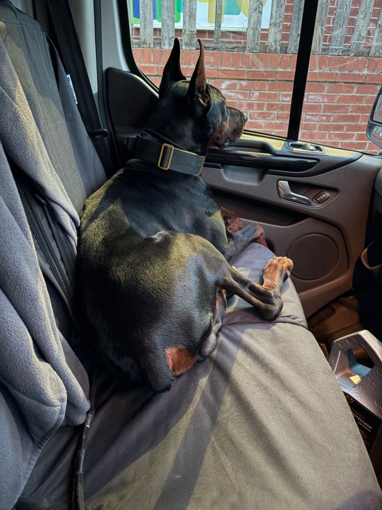 Dobermann